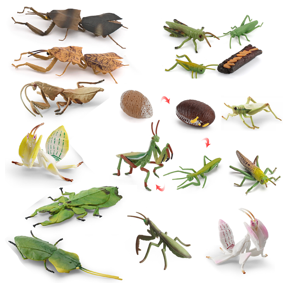 Modelo Realista de Mantis Orqu - Orchid Kids Education avaliação e preço